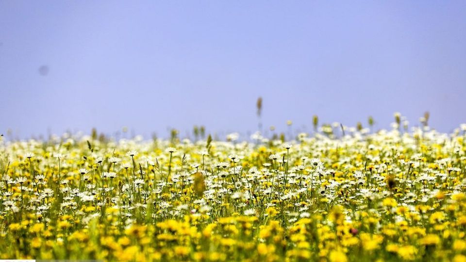 دشت گل‌های بابونه در فندقلو