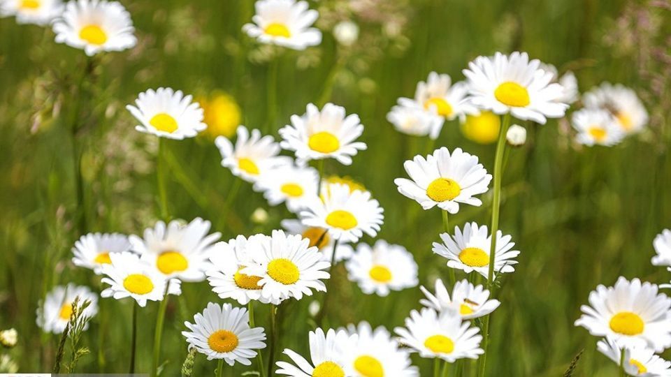 دشت گل‌های بابونه در فندقلو