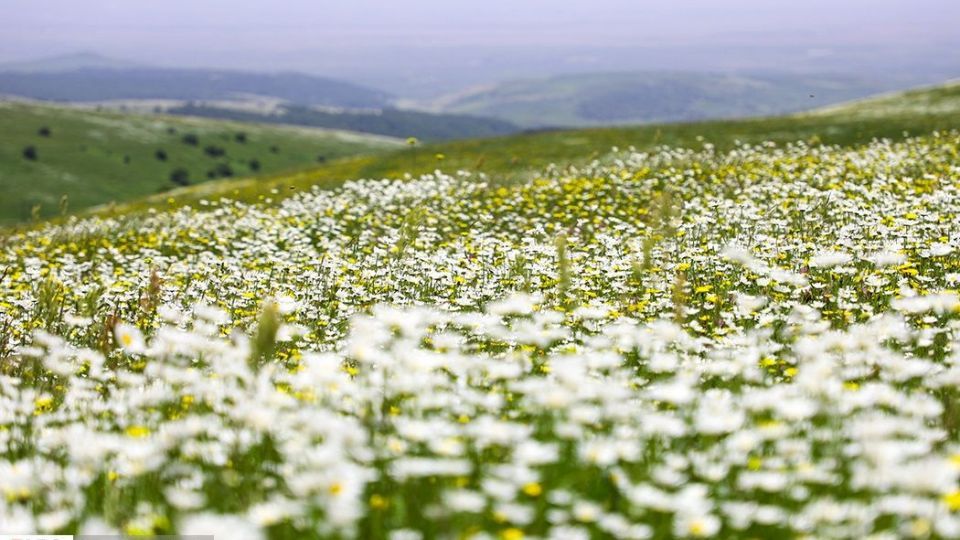 دشت گل‌های بابونه در فندقلو