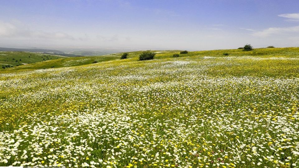 دشت گل‌های بابونه در فندقلو