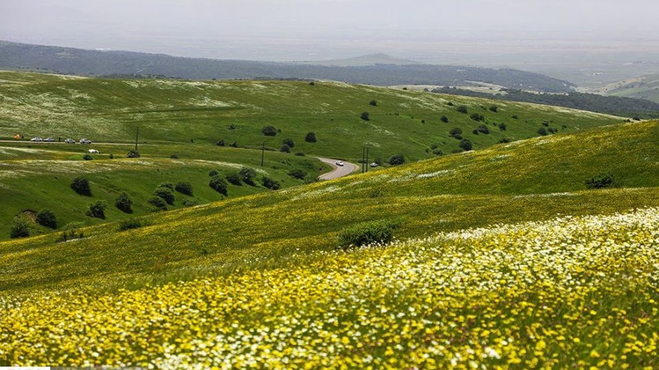 دشت گل‌های بابونه در فندقلو