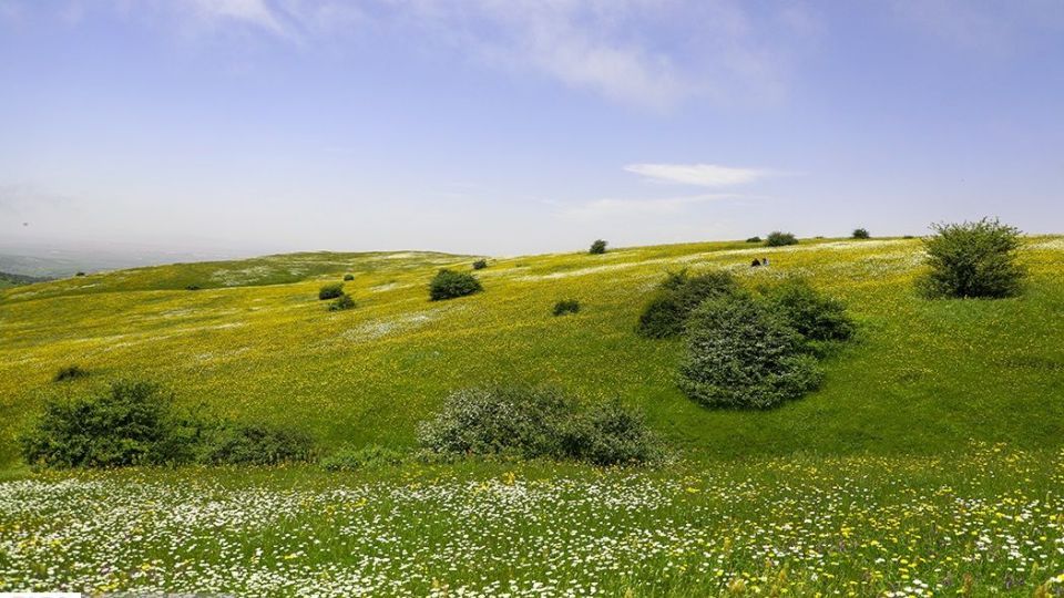 دشت گل‌های بابونه در فندقلو