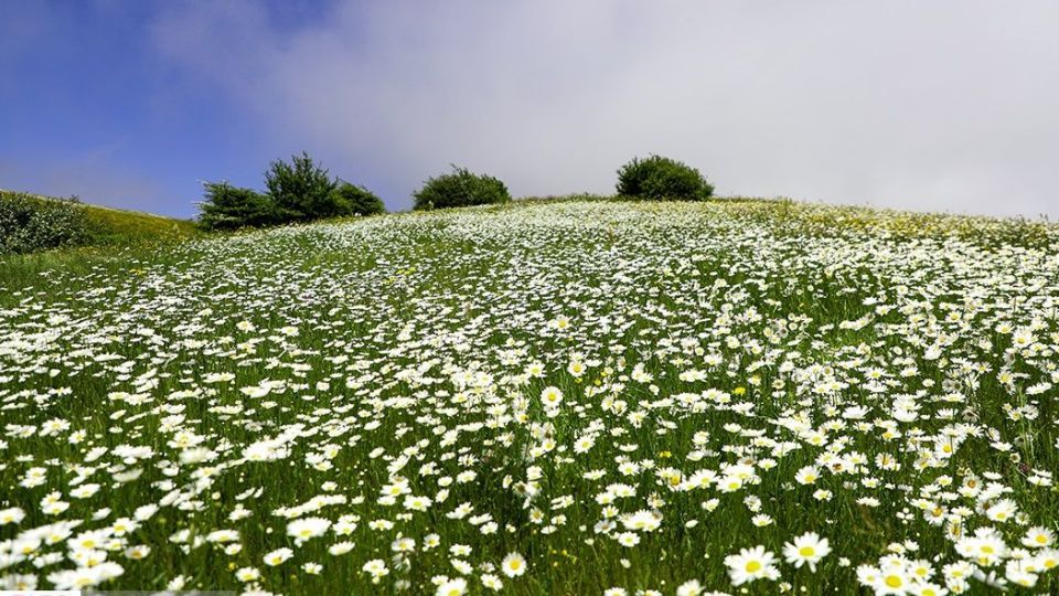 دشت گل‌های بابونه در فندقلو