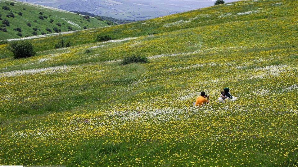 دشت گل‌های بابونه در فندقلو