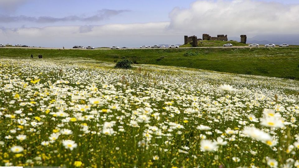 دشت گل‌های بابونه در فندقلو