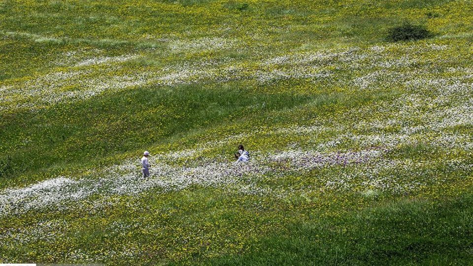 دشت گل‌های بابونه در فندقلو