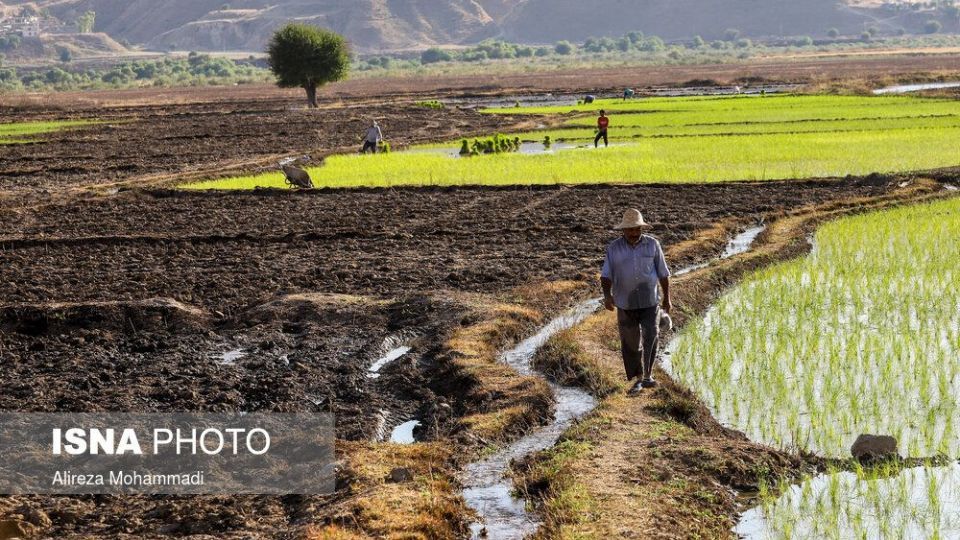 کشت برنج در خوزستان