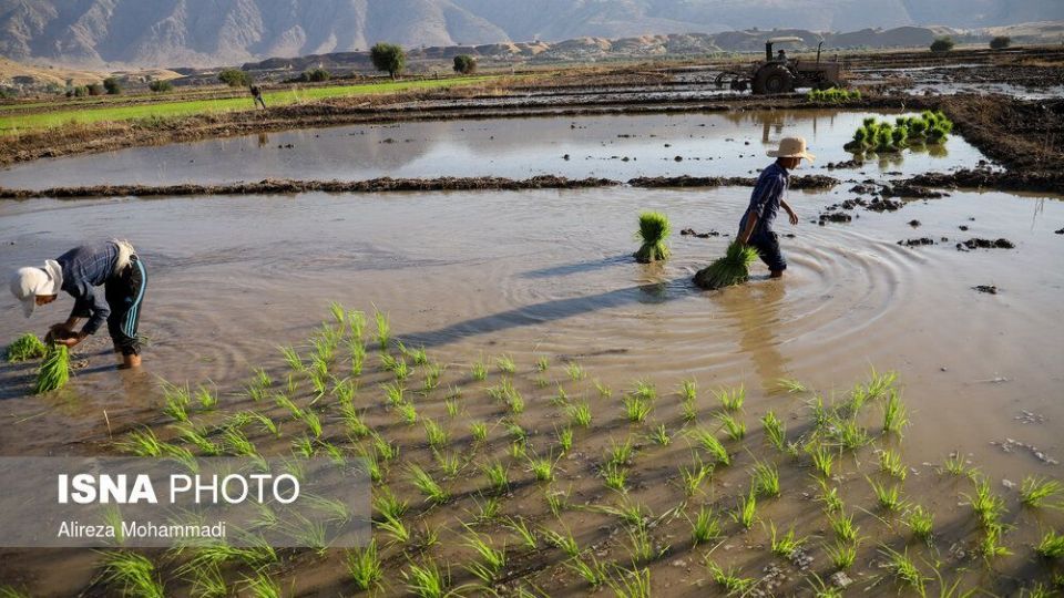 کشت برنج در خوزستان