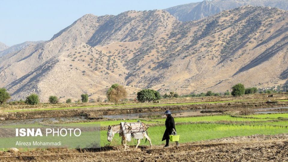کشت برنج در خوزستان