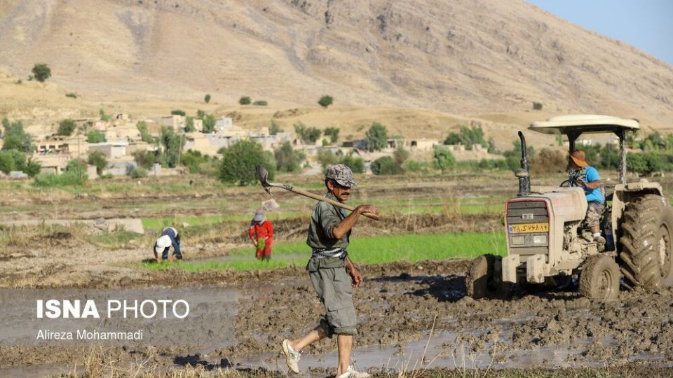 کشت برنج در خوزستان
