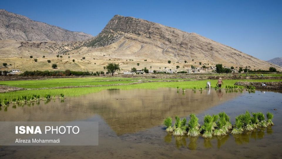 کشت برنج در خوزستان
