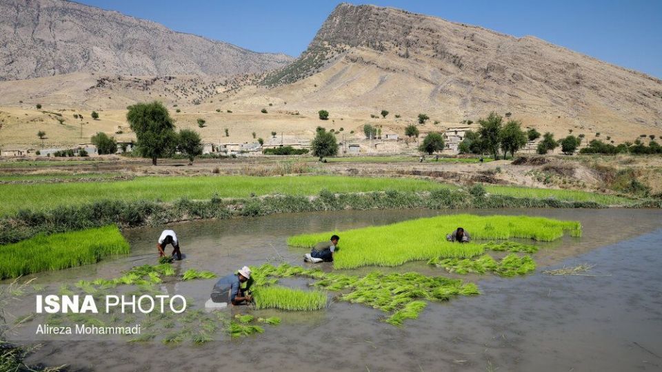 کشت برنج در خوزستان