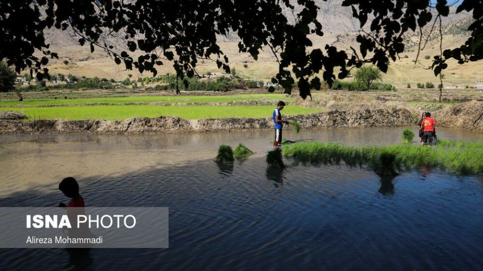 کشت برنج در خوزستان
