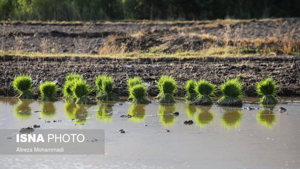 کشت برنج در خوزستان