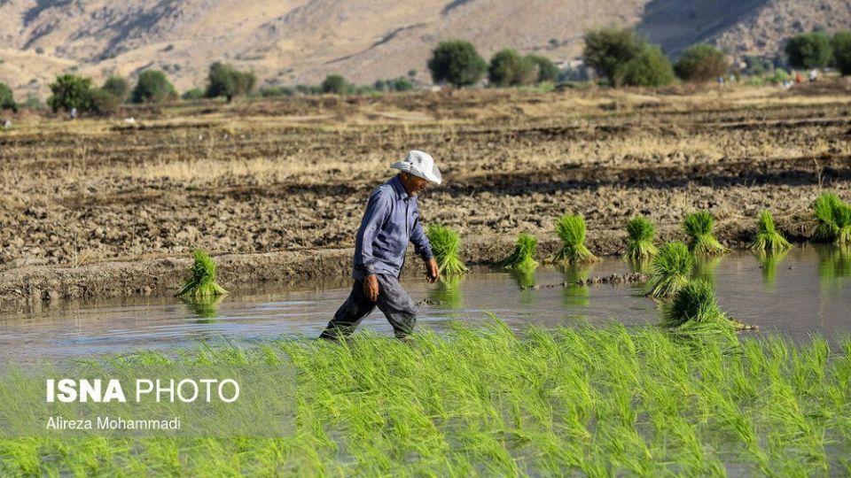 کشت برنج در خوزستان