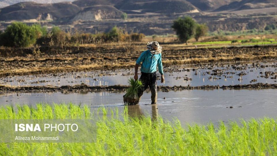 کشت برنج در خوزستان