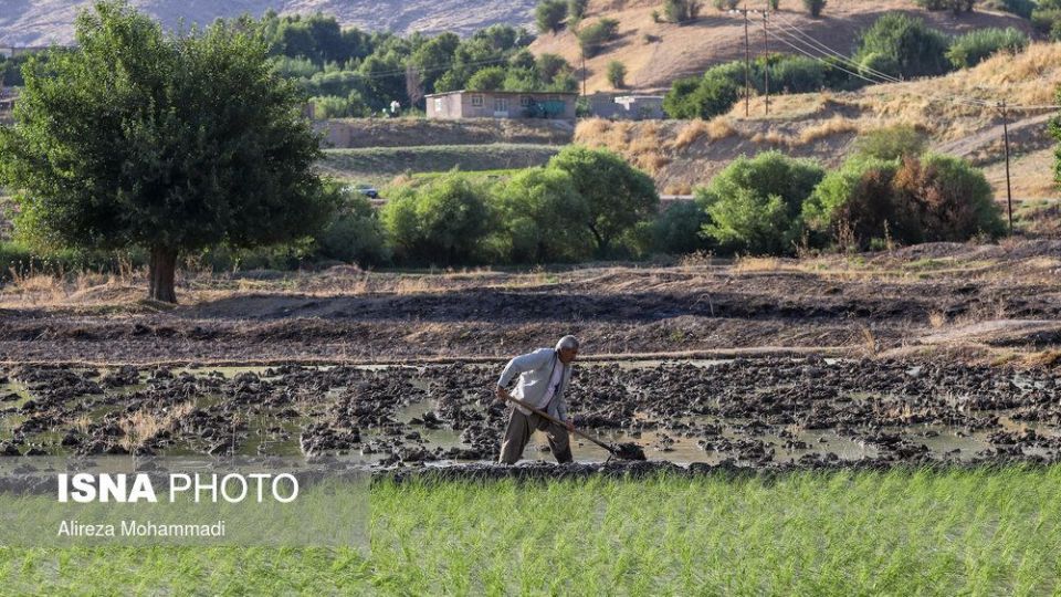 کشت برنج در خوزستان