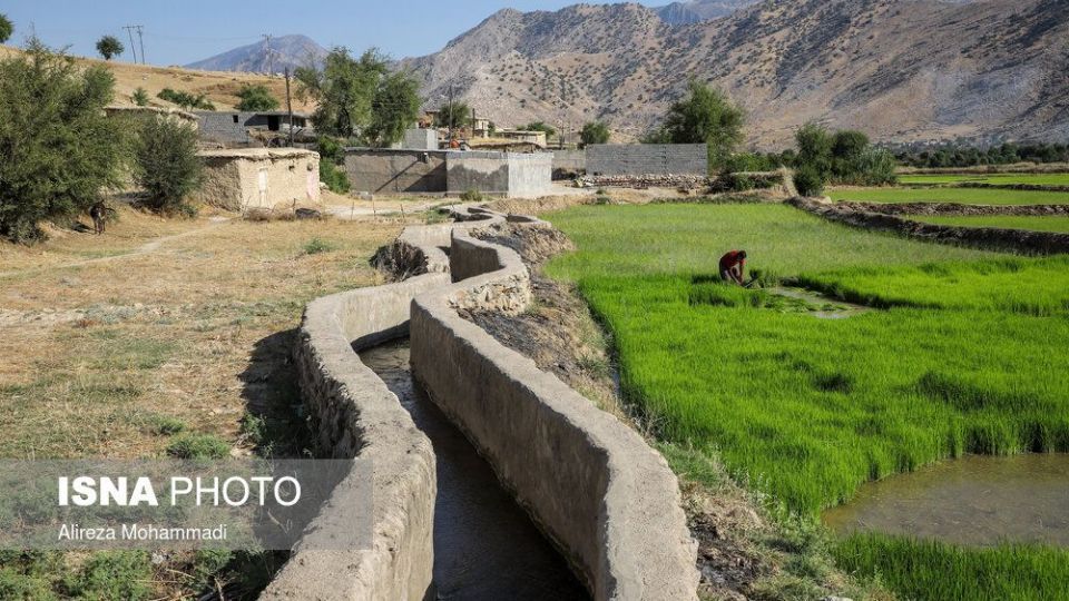 کشت برنج در خوزستان