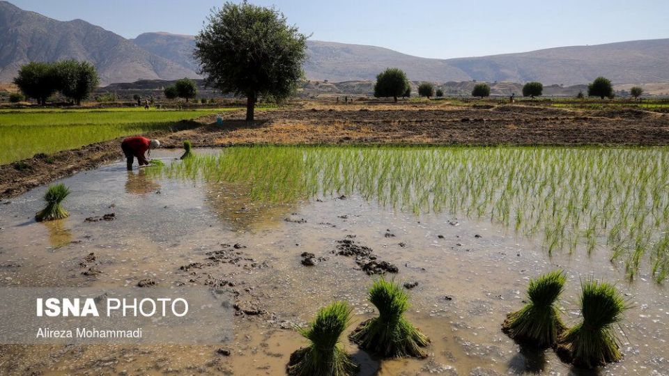 کشت برنج در خوزستان