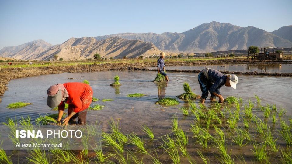 کشت برنج در خوزستان