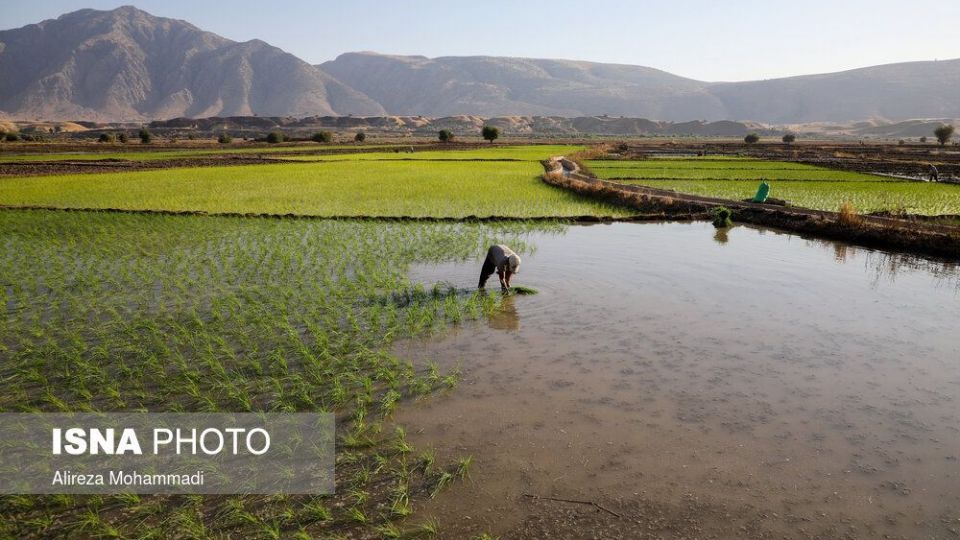 کشت برنج در خوزستان