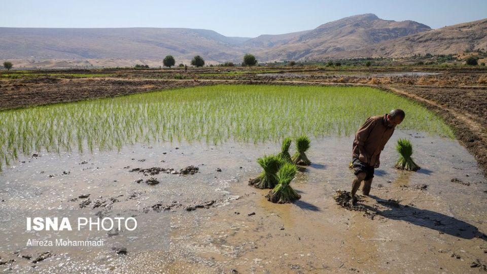 کشت برنج در خوزستان