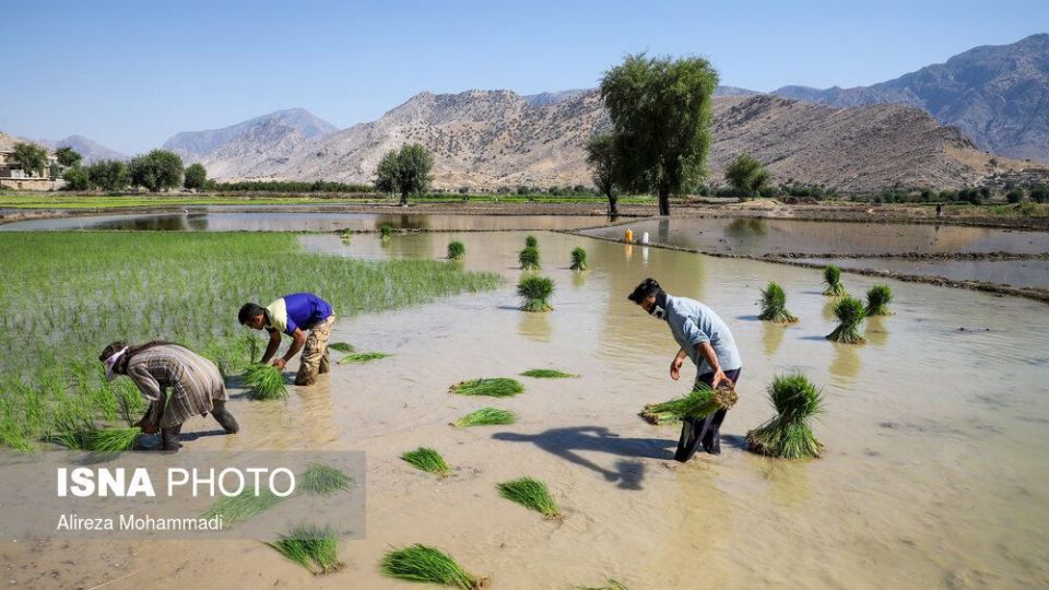کشت برنج در خوزستان