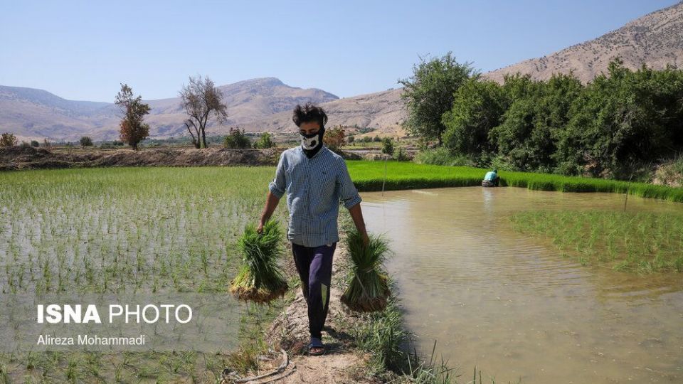 کشت برنج در خوزستان