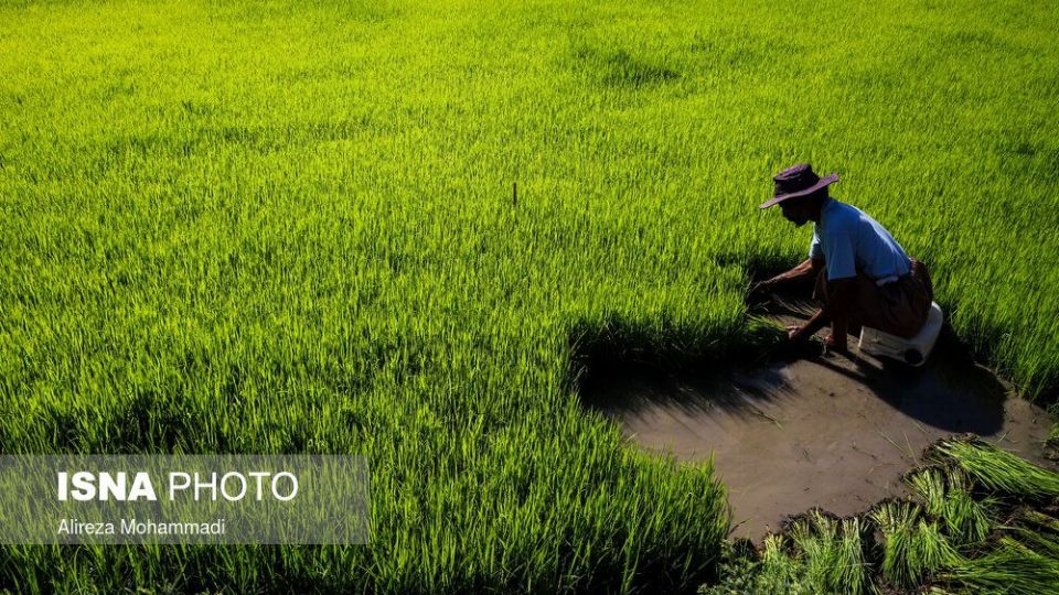 کشت برنج در خوزستان