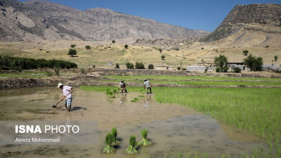کشت برنج در خوزستان