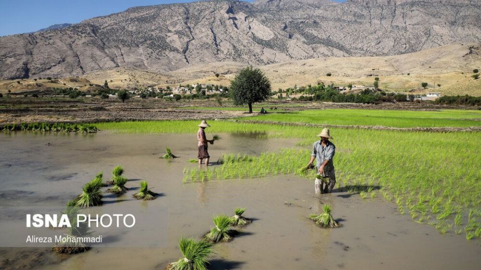 کشت برنج در خوزستان