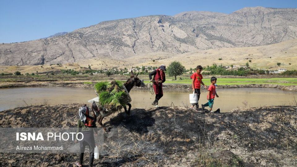 کشت برنج در خوزستان