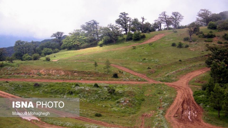 حال و روز جنگل «ابر» شاهرود