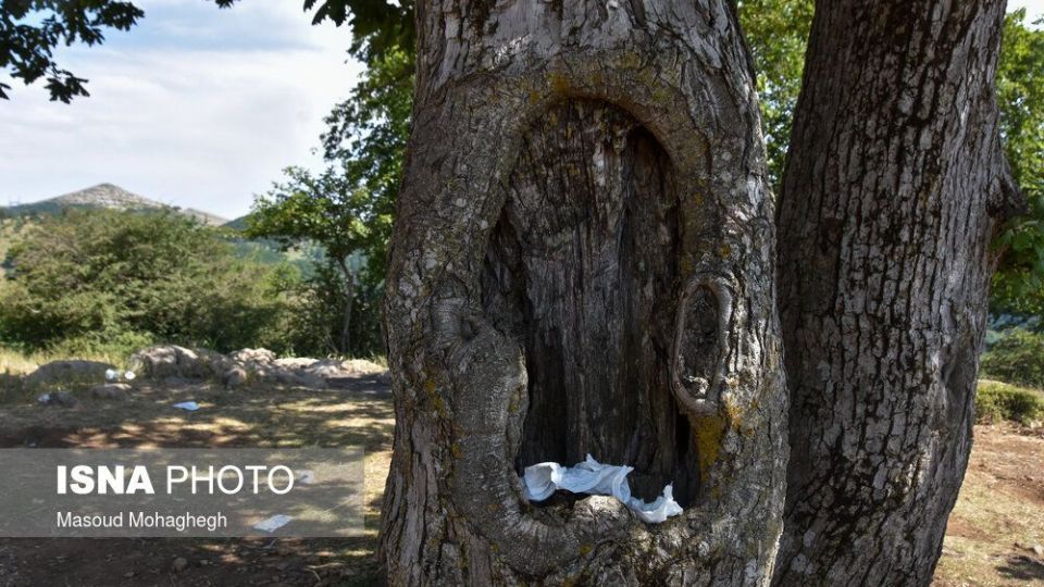 حال و روز جنگل «ابر» شاهرود