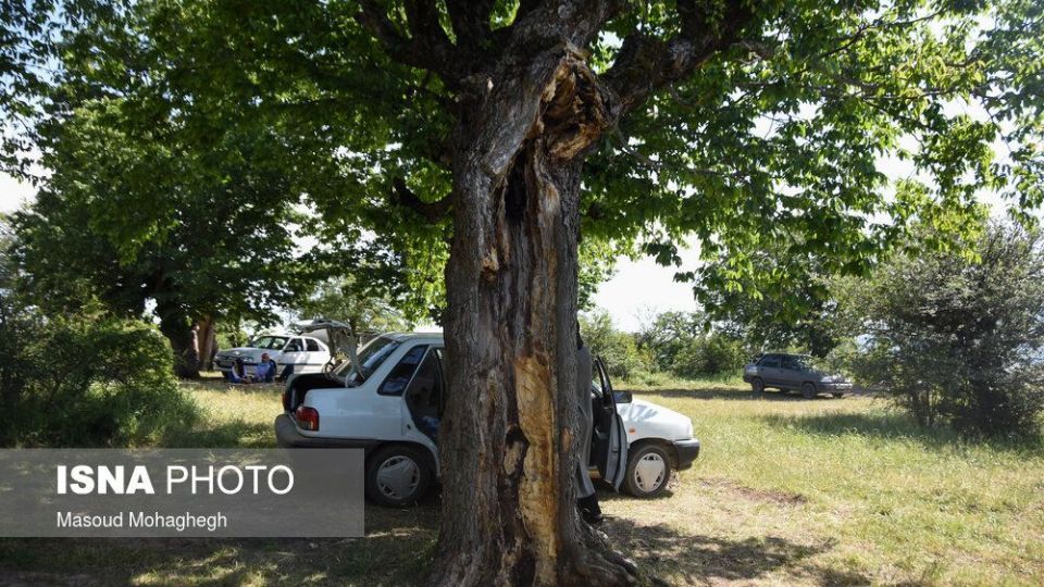 حال و روز جنگل «ابر» شاهرود