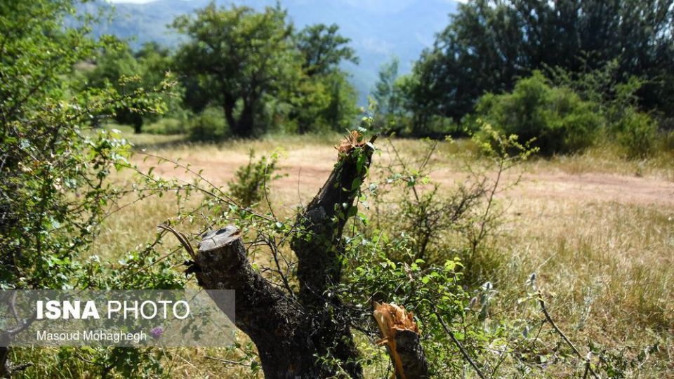 حال و روز جنگل «ابر» شاهرود
