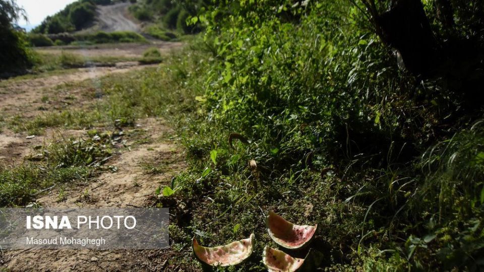 حال و روز جنگل «ابر» شاهرود