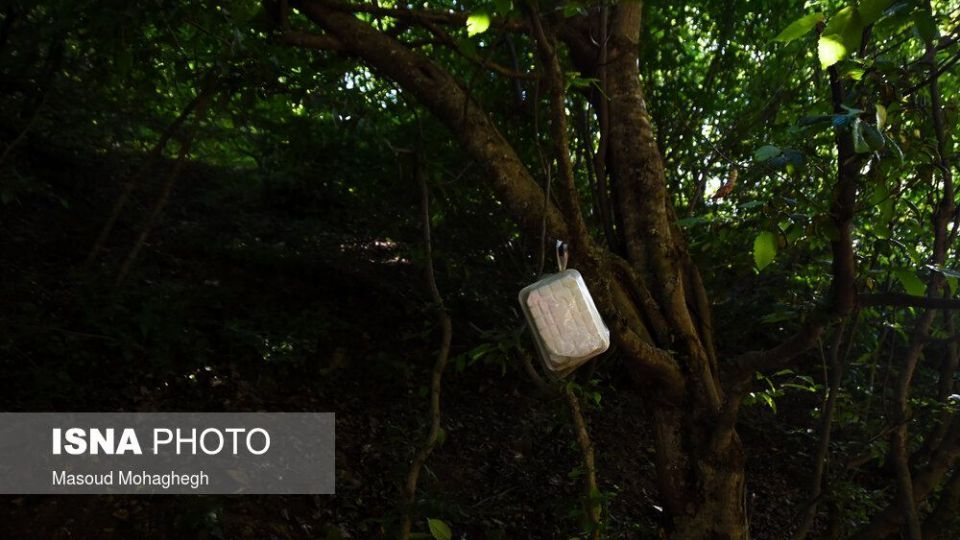 حال و روز جنگل «ابر» شاهرود