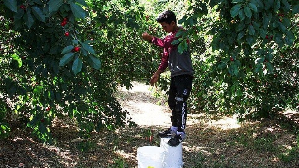  برداشت گیلاس