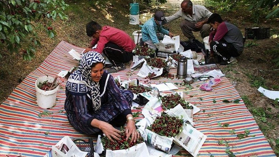  برداشت گیلاس