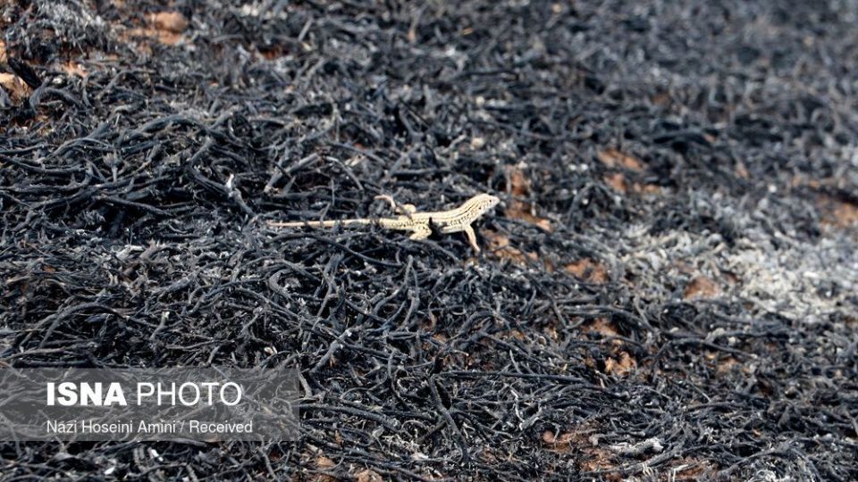 آتش‌سوزی در اراضی جنگلی «بوئین‌زهرا»