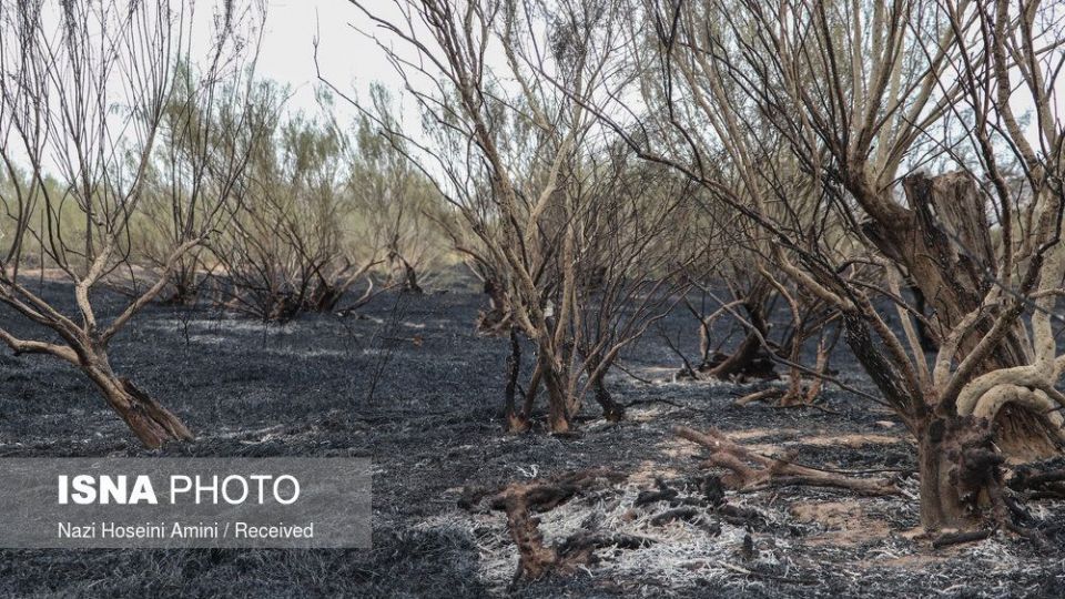 آتش‌سوزی در اراضی جنگلی «بوئین‌زهرا»