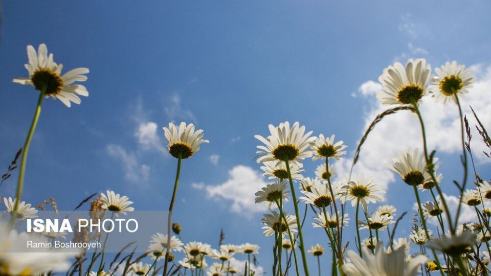 ایران زیباست؛ «دشت بابونه»  