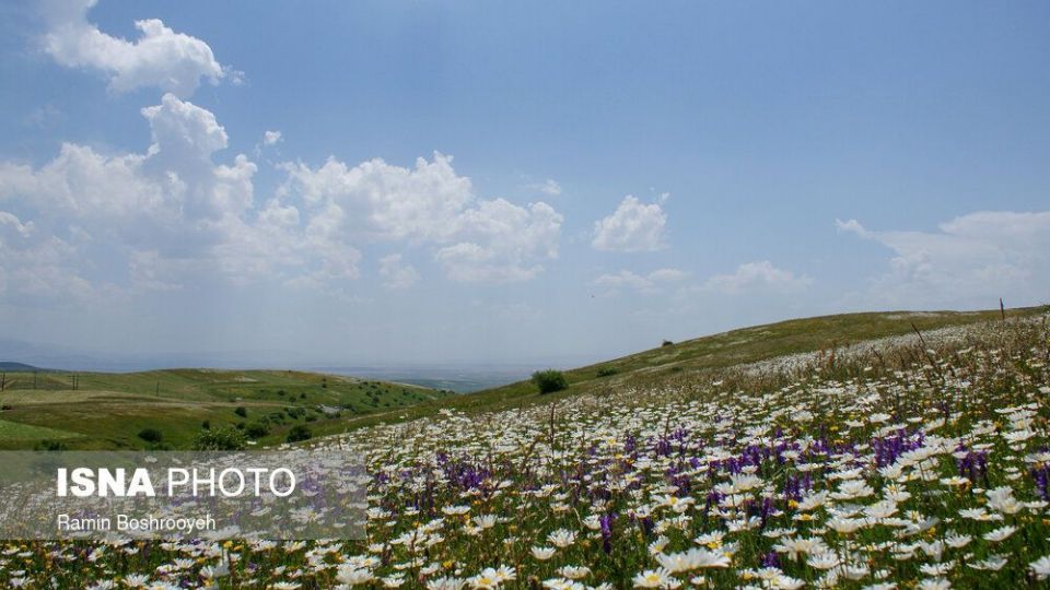 ایران زیباست؛ «دشت بابونه»  