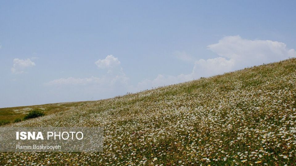 ایران زیباست؛ «دشت بابونه»  