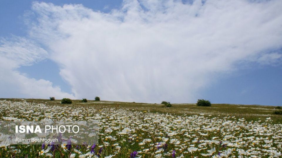 ایران زیباست؛ «دشت بابونه»  