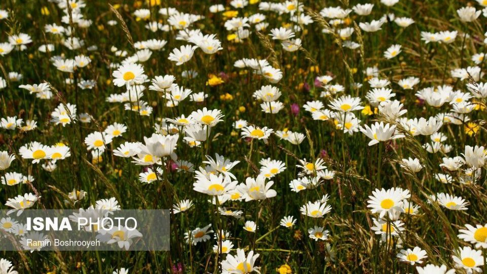 ایران زیباست؛ «دشت بابونه»  