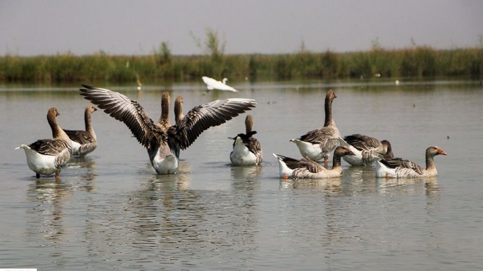 تالاب شادگان جاذبهای کمتر شناخته شده تالاب شادگان جاذبهای کمتر شناخته شده