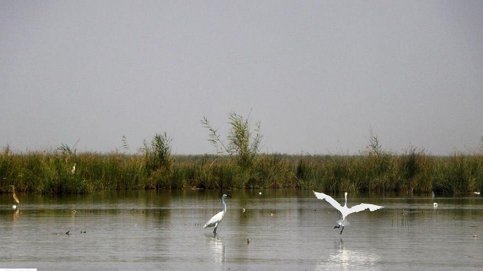 تالاب شادگان جاذبهای کمتر شناخته شده تالاب شادگان جاذبهای کمتر شناخته شده