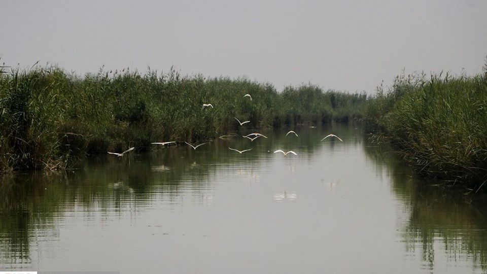 تالاب شادگان جاذبهای کمتر شناخته شده تالاب شادگان جاذبهای کمتر شناخته شده